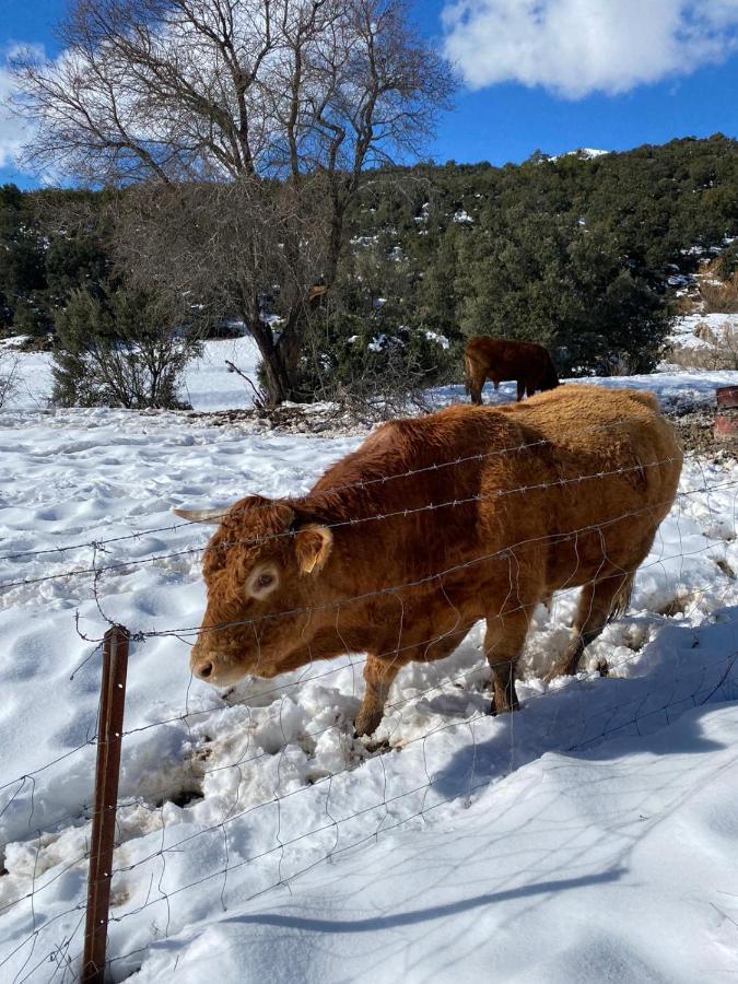 Finca Los Villegas كاستريل المظهر الخارجي الصورة